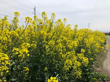nanosam